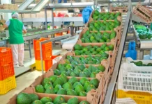 Agricultores de Áncash venden 35 toneladas de palta Hass por más de S/ 238,000 Agricultores de Áncash venden 35 toneladas de palta Hass por más de S/ 238,000