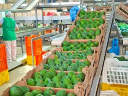 Agricultores de Áncash venden 35 toneladas de palta Hass por más de S/ 238,000 Agricultores de Áncash venden 35 toneladas de palta Hass por más de S/ 238,000