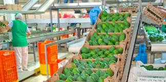 Agricultores de Áncash venden 35 toneladas de palta Hass por más de S/ 238,000 Agricultores de Áncash venden 35 toneladas de palta Hass por más de S/ 238,000