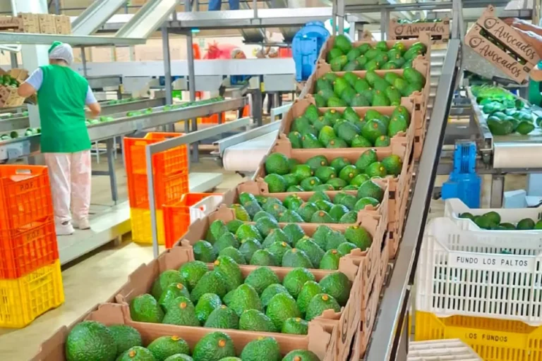 Agricultores de Áncash venden 35 toneladas de palta Hass por más de S/ 238,000