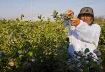 Ica consolida su posición como tercer exportador de arándanos del Perú con 50,456 toneladas en la campaña 2025-2026 Ica consolida su posición como tercer exportador de arándanos del Perú con 50,456 toneladas en la campaña 2025-2026