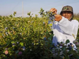 Ica consolida su posición como tercer exportador de arándanos del Perú con 50,456 toneladas en la campaña 2025-2026 Ica consolida su posición como tercer exportador de arándanos del Perú con 50,456 toneladas en la campaña 2025-2026