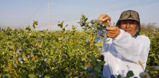 Ica consolida su posición como tercer exportador de arándanos del Perú con 50,456 toneladas en la campaña 2025-2026 Ica consolida su posición como tercer exportador de arándanos del Perú con 50,456 toneladas en la campaña 2025-2026