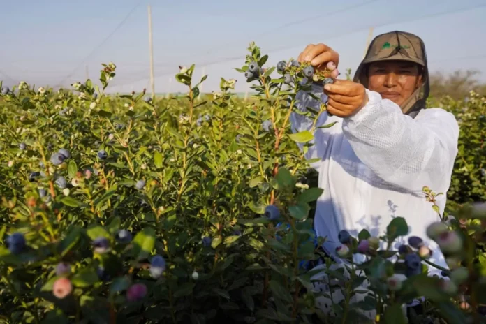 Ica consolida su posición como tercer exportador de arándanos del Perú con 50,456 toneladas en la campaña 2025-2026