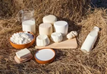 Piura produjo más de 51 millones de litros de leche y registró 208,000 vacunos en 2025 Piura produjo más de 51 millones de litros de leche y registró 208,000 vacunos en 2025