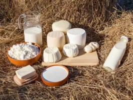 Piura produjo más de 51 millones de litros de leche y registró 208,000 vacunos en 2025 Piura produjo más de 51 millones de litros de leche y registró 208,000 vacunos en 2025