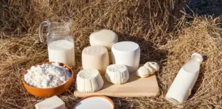 Piura produjo más de 51 millones de litros de leche y registró 208,000 vacunos en 2025 Piura produjo más de 51 millones de litros de leche y registró 208,000 vacunos en 2025