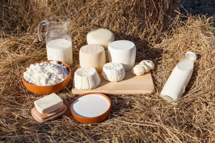 Piura produjo más de 51 millones de litros de leche y registró 208,000 vacunos en 2025