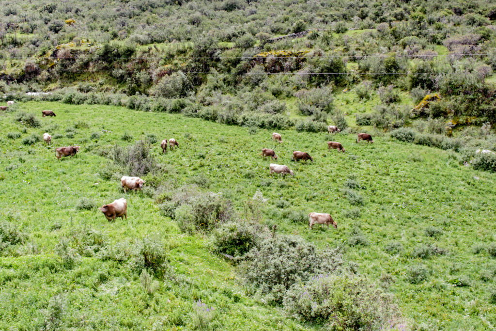 Más de 68 mil cabezas de ganado serán beneficiadas con campaña de pastos y forrajes 2026–2027