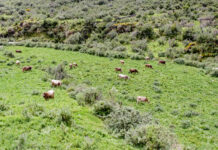 Más de 68 mil cabezas de ganado serán beneficiadas con campaña de pastos y forrajes 2026–2027 Más de 68 mil cabezas de ganado serán beneficiadas con campaña de pastos y forrajes 2026–2027