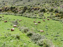 Más de 68 mil cabezas de ganado serán beneficiadas con campaña de pastos y forrajes 2026–2027 Más de 68 mil cabezas de ganado serán beneficiadas con campaña de pastos y forrajes 2026–2027