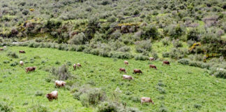 Más de 68 mil cabezas de ganado serán beneficiadas con campaña de pastos y forrajes 2026–2027 Más de 68 mil cabezas de ganado serán beneficiadas con campaña de pastos y forrajes 2026–2027