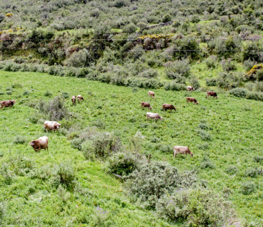 Más de 68 mil cabezas de ganado serán beneficiadas con campaña de pastos y forrajes 2026–2027 Más de 68 mil cabezas de ganado serán beneficiadas con campaña de pastos y forrajes 2026–2027