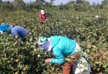 Piura: refuerzan medidas sanitarias en cultivo de algodón y definen nueva campaña agrícola Piura: refuerzan medidas sanitarias en cultivo de algodón y definen nueva campaña agrícola