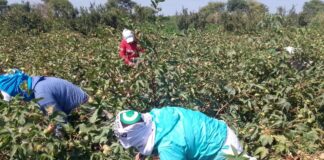 Piura: refuerzan medidas sanitarias en cultivo de algodón y definen nueva campaña agrícola Piura: refuerzan medidas sanitarias en cultivo de algodón y definen nueva campaña agrícola