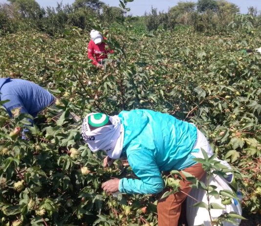Piura: refuerzan medidas sanitarias en cultivo de algodón y definen nueva campaña agrícola Piura: refuerzan medidas sanitarias en cultivo de algodón y definen nueva campaña agrícola