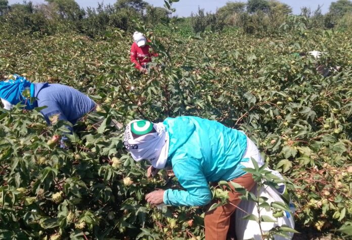 Piura: refuerzan medidas sanitarias en cultivo de algodón y definen nueva campaña agrícola
