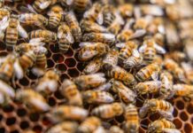 Perú reafirma compromiso con la conservación de abejas y polinizadores Perú reafirma compromiso con la conservación de abejas y polinizadores