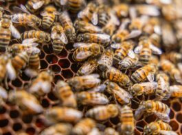 Perú reafirma compromiso con la conservación de abejas y polinizadores Perú reafirma compromiso con la conservación de abejas y polinizadores