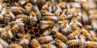 Perú reafirma compromiso con la conservación de abejas y polinizadores Perú reafirma compromiso con la conservación de abejas y polinizadores