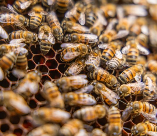 Perú reafirma compromiso con la conservación de abejas y polinizadores Perú reafirma compromiso con la conservación de abejas y polinizadores
