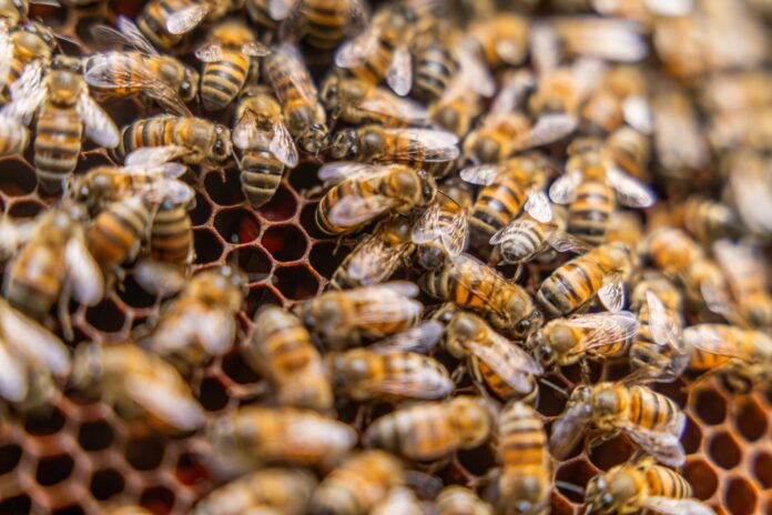 Perú reafirma compromiso con la conservación de abejas y polinizadores