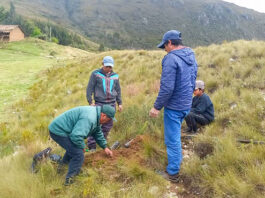 Reforestación en La Libertad: instalan 20 mil pinos para recuperar suelos degradados Reforestación en La Libertad: instalan 20 mil pinos para recuperar suelos degradados