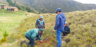Reforestación en La Libertad: instalan 20 mil pinos para recuperar suelos degradados Reforestación en La Libertad: instalan 20 mil pinos para recuperar suelos degradados