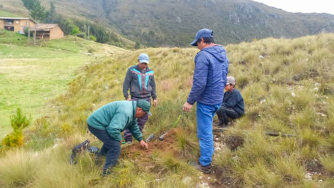 Reforestación en La Libertad: instalan 20 mil pinos para recuperar suelos degradados Reforestación en La Libertad: instalan 20 mil pinos para recuperar suelos degradados