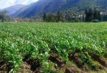 Huánuco: proyectos de innovación agraria fortalecerán la calidad genética de la papa nativa Huánuco: proyectos de innovación agraria fortalecerán la calidad genética de la papa nativa