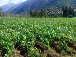 Huánuco: proyectos de innovación agraria fortalecerán la calidad genética de la papa nativa Huánuco: proyectos de innovación agraria fortalecerán la calidad genética de la papa nativa