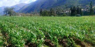 Huánuco: proyectos de innovación agraria fortalecerán la calidad genética de la papa nativa Huánuco: proyectos de innovación agraria fortalecerán la calidad genética de la papa nativa