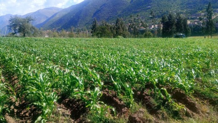 Huánuco: proyectos de innovación agraria fortalecerán la calidad genética de la papa nativa