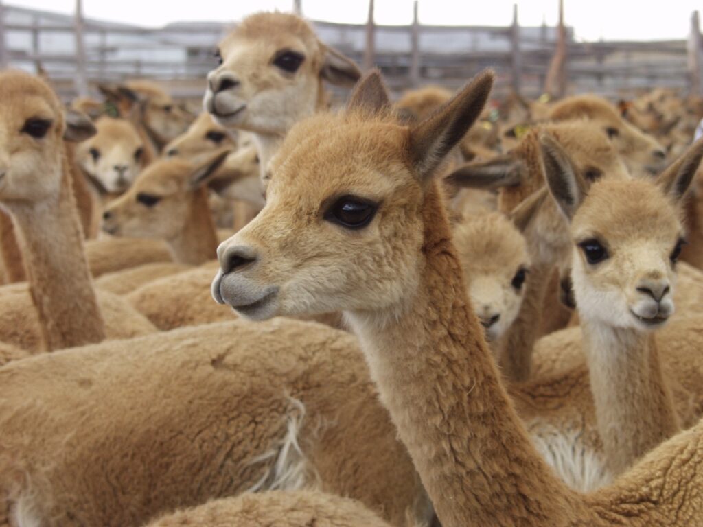 Hasta S/ 300 mil para fortalecer la cadena productiva de la vicuña en Moquegua