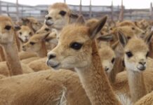 Hasta S/ 300 mil para fortalecer la cadena productiva de la vicuña en Moquegua Hasta S/ 300 mil para fortalecer la cadena productiva de la vicuña en Moquegua