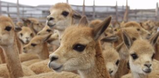 Hasta S/ 300 mil para fortalecer la cadena productiva de la vicuña en Moquegua Hasta S/ 300 mil para fortalecer la cadena productiva de la vicuña en Moquegua