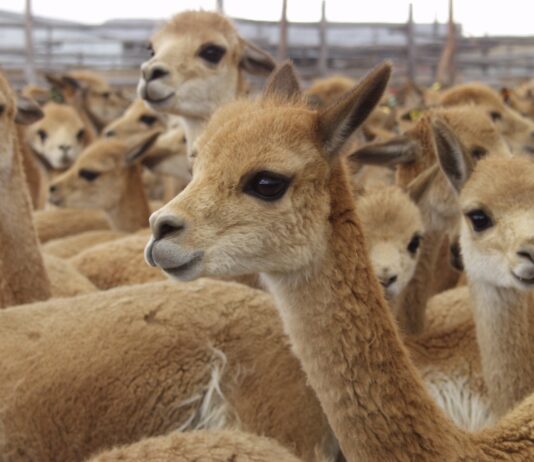 Hasta S/ 300 mil para fortalecer la cadena productiva de la vicuña en Moquegua Hasta S/ 300 mil para fortalecer la cadena productiva de la vicuña en Moquegua