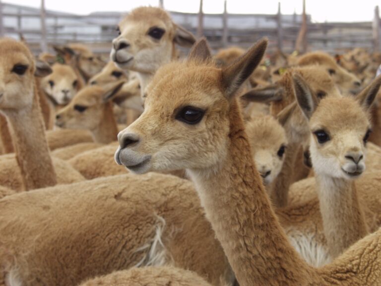 Hasta S/ 300 mil para fortalecer la cadena productiva de la vicuña en Moquegua