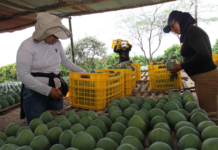 Áncash: SENASA expide más de mil certificados para exportación de mango en Casma Áncash: SENASA expide más de mil certificados para exportación de mango en Casma