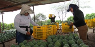 Áncash: SENASA expide más de mil certificados para exportación de mango en Casma Áncash: SENASA expide más de mil certificados para exportación de mango en Casma