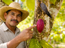 Proyecto científico busca aumentar en 30 % la producción de cacao en parcelas familiares de Ucayali Proyecto científico busca aumentar en 30 % la producción de cacao en parcelas familiares de Ucayali