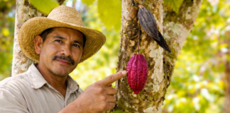 Proyecto científico busca aumentar en 30 % la producción de cacao en parcelas familiares de Ucayali Proyecto científico busca aumentar en 30 % la producción de cacao en parcelas familiares de Ucayali
