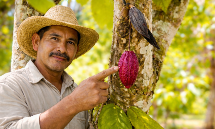 Proyecto científico busca aumentar en 30 % la producción de cacao en parcelas familiares de Ucayali