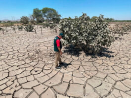 Ica: Agricultores de Ocucaje recibirán apoyo con parcelas demostrativas y semillas mejoradas Ica: Agricultores de Ocucaje recibirán apoyo con parcelas demostrativas y semillas mejoradas