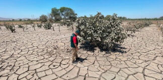 Ica: Agricultores de Ocucaje recibirán apoyo con parcelas demostrativas y semillas mejoradas Ica: Agricultores de Ocucaje recibirán apoyo con parcelas demostrativas y semillas mejoradas