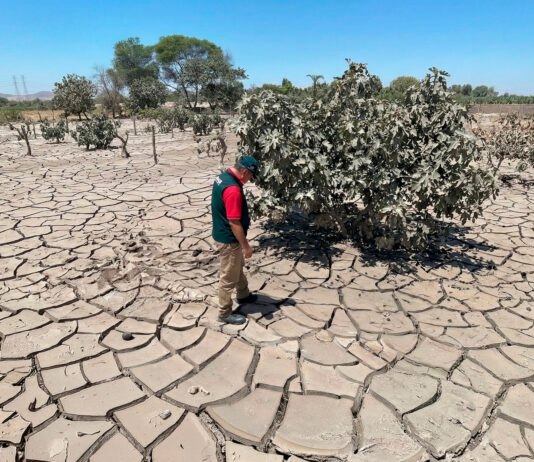 Ica: Agricultores de Ocucaje recibirán apoyo con parcelas demostrativas y semillas mejoradas Ica: Agricultores de Ocucaje recibirán apoyo con parcelas demostrativas y semillas mejoradas