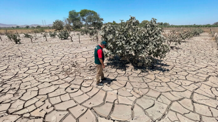 Ica: Agricultores de Ocucaje recibirán apoyo con parcelas demostrativas y semillas mejoradas