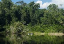 El 96 % de las Áreas Naturales Protegidas del Perú se mantiene en buen estado de conservación El 96 % de las Áreas Naturales Protegidas del Perú se mantiene en buen estado de conservación