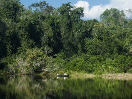 El 96 % de las Áreas Naturales Protegidas del Perú se mantiene en buen estado de conservación El 96 % de las Áreas Naturales Protegidas del Perú se mantiene en buen estado de conservación