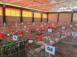 Nuevo galpón de cuyes mejorados beneficiará a más de 1,900 productores en Moquegua Nuevo galpón de cuyes mejorados beneficiará a más de 1,900 productores en Moquegua